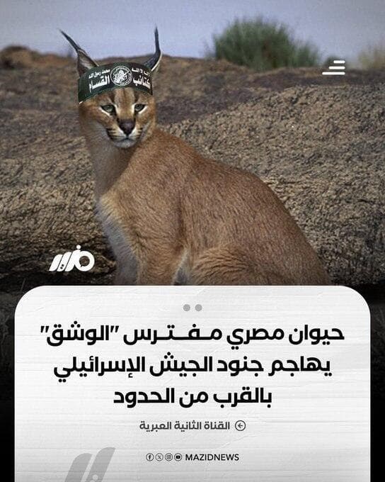 פינת יא אללה ליאור בן ארי קרקל תקף חיילים