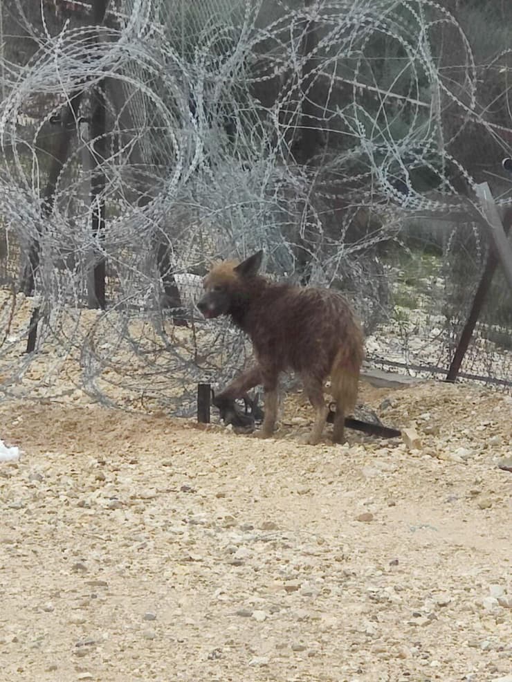 הצבועה, שרגלה נתפסה במלכודת