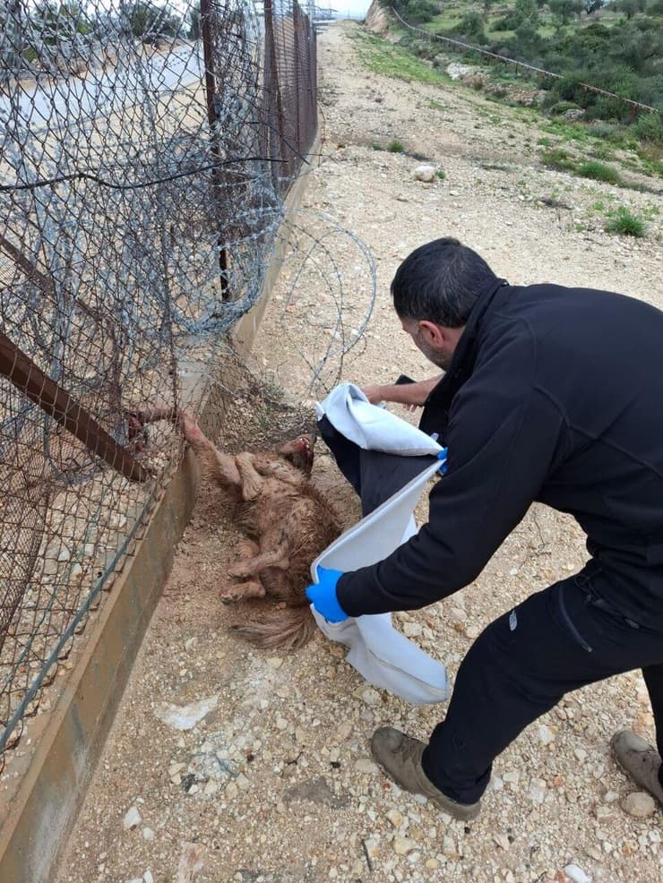 חילוץ הצבועה הפצועה