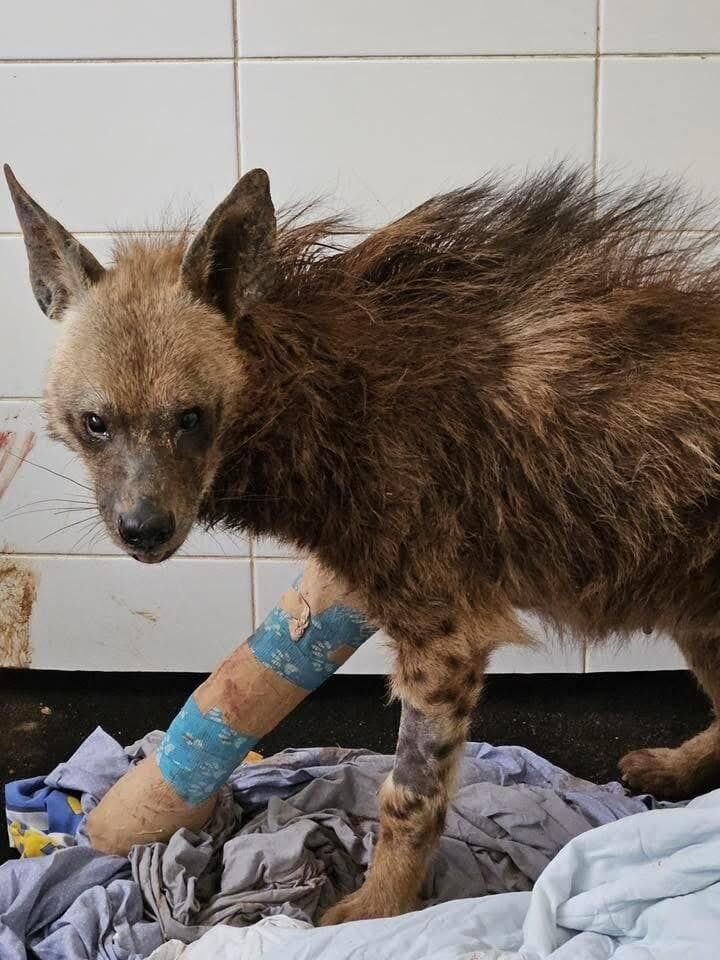 הצבועה לאחר הטיפול הרפואי