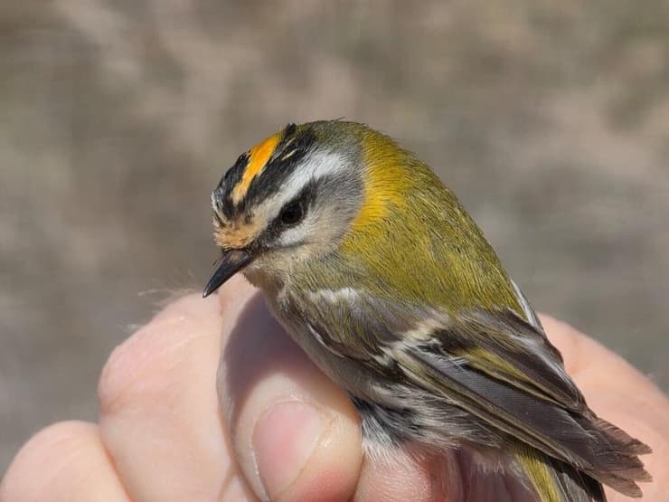 שוקל פחות מ-5 גרם. מלכילון לבן גבות    