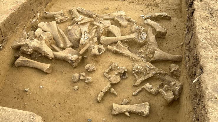 שרידי ממותות צמריות וכלי אבן שהתגלו באוסטריה