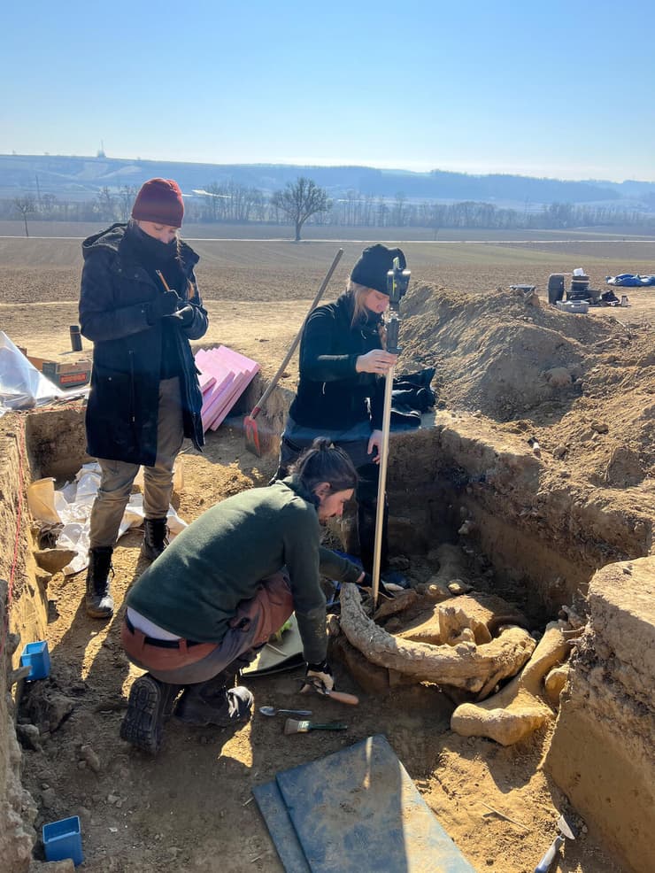 עצמות וחטי ממותות צמריות שהתגלו בחפירות באוסטריה