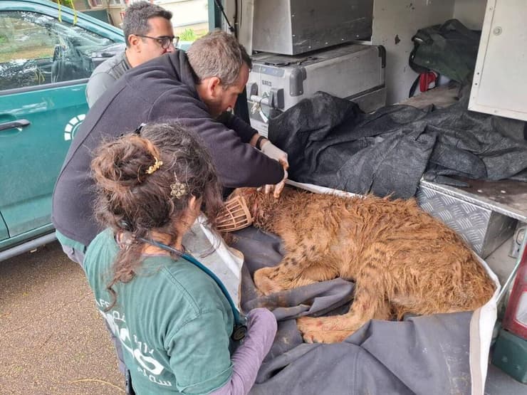הצבועה מקבלת טיפול בבית החולים לחיות בר בספארי