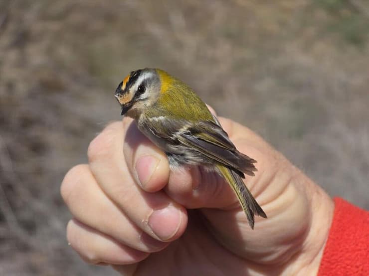 אורח נדיר. מלכילון לבן גבות בירוחם  