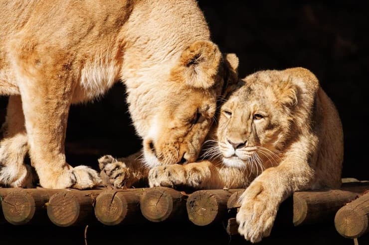 קיארה עם אמה (צילום: טל שיבולי) קיארה עם אמה