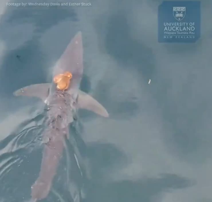 השניים תועדו במשך כעשר דקות. העמלץ הכחול והתמנון