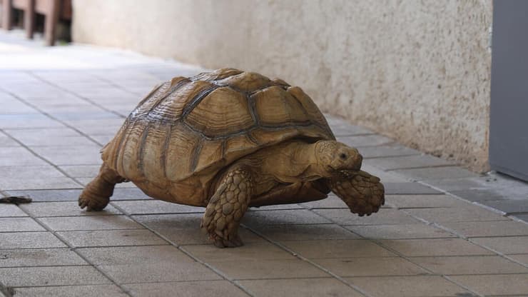 הצבה סודה בבית החולים אברבנאל