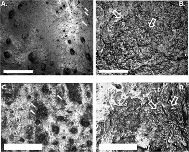 ניתוח מיקרוסקופי של עצמות הגולגולות, שהוביל להבנה כי פניו של האדם המודרני קטנות מפניהם של האדם הניאנדרטלי וקופי השימפנזה (צילום: Journal of Human Evolution) ניתוח מיקרוסקופי של עצמות הגולגולות, שהוביל להבנה כי פניו של האדם המודרני קטנות מפניהם של האדם הניאנדרטלי וקופי השימפנזה