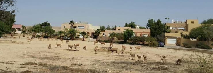 יעלים במדרשת שדה בוקר