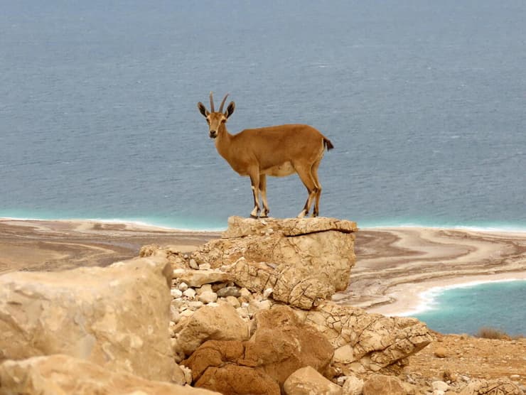 יעל על רקע ים המלח