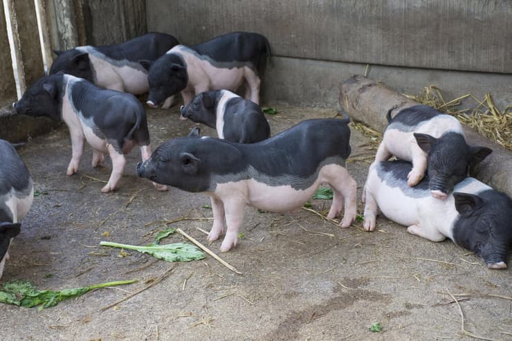 הכבד שהושתל באדם נלקח מחזיר מיניאטורי מגזע Bama ועבר שישה שינויים גנטיים (צילום: Shutterstock) חזיר ננסי