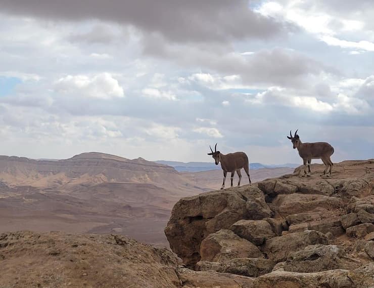 יעלים במכתש רמון