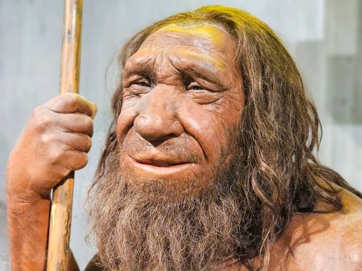 דגם משוחזר של האדם הניאנדרטלי (צילום: Esin Deniz, Shutterstock) דגם משוחזר של האדם הניאנדרטלי