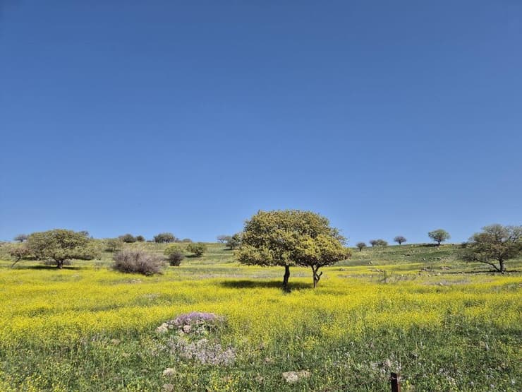 לנסוע בתוך נוף של גלויה