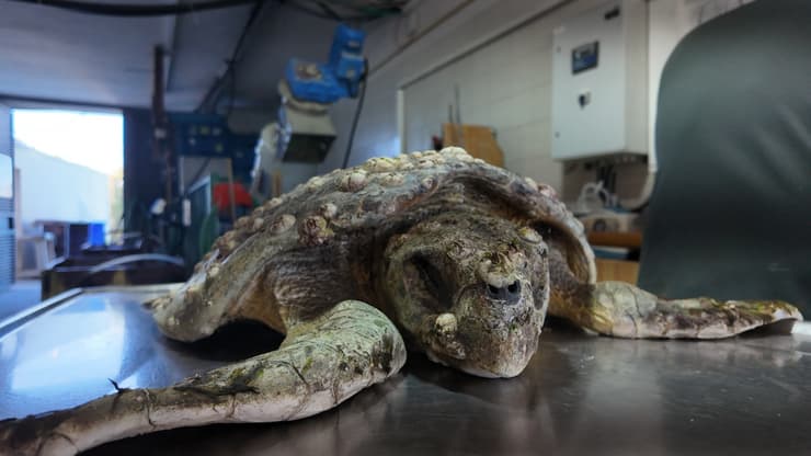 הצב במרכז להצלת צבי ים במכמורת