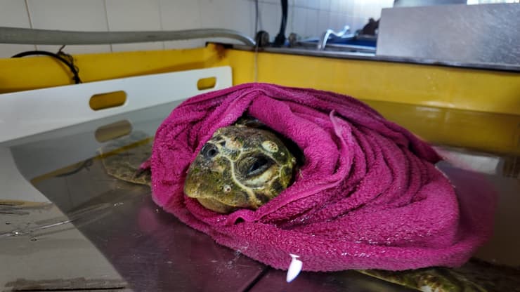 הצב הגיע במצב קשה מאוד