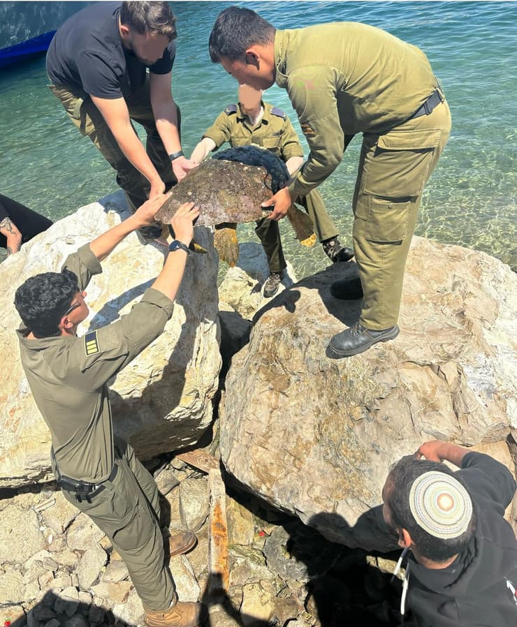הצילו חיים. חילוץ הצב ששקל רק 23 ק"ג
