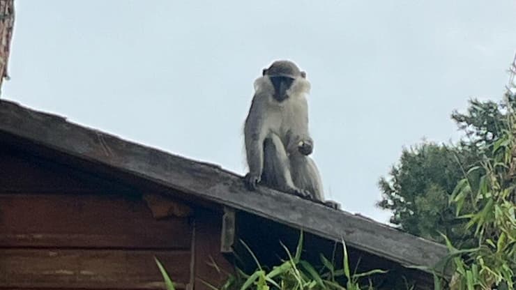 הקוף על גג מבנה