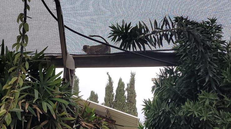 הקוף נלכד ארבעה ימים לאחר שנצפה לראשונה