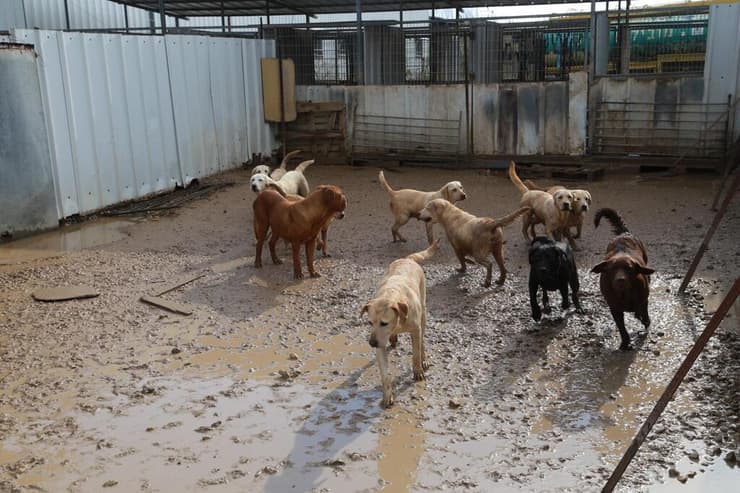 כלבים שהוחרמו ממחסן שבו גודלו דמויי גזעיים שנמכרו במושב רווחה