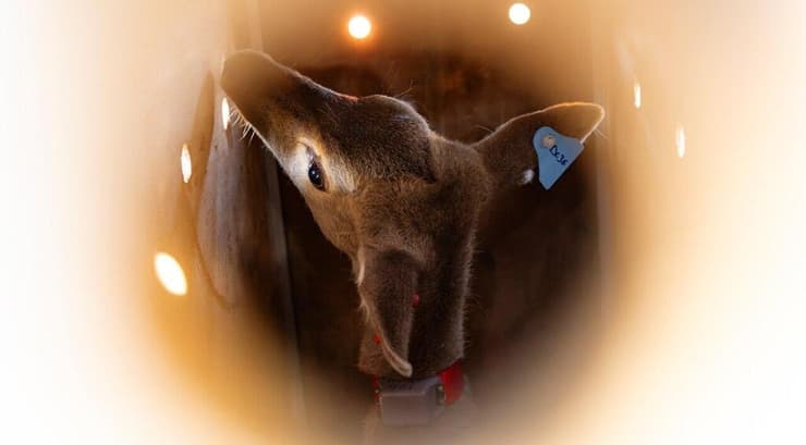 אחד היחמורים, רגע לפני השחרור (צילום: דפנה בן נון, באדיבות רשות הטבע והגנים) אחד היחמורים, רגע לפני השחרור