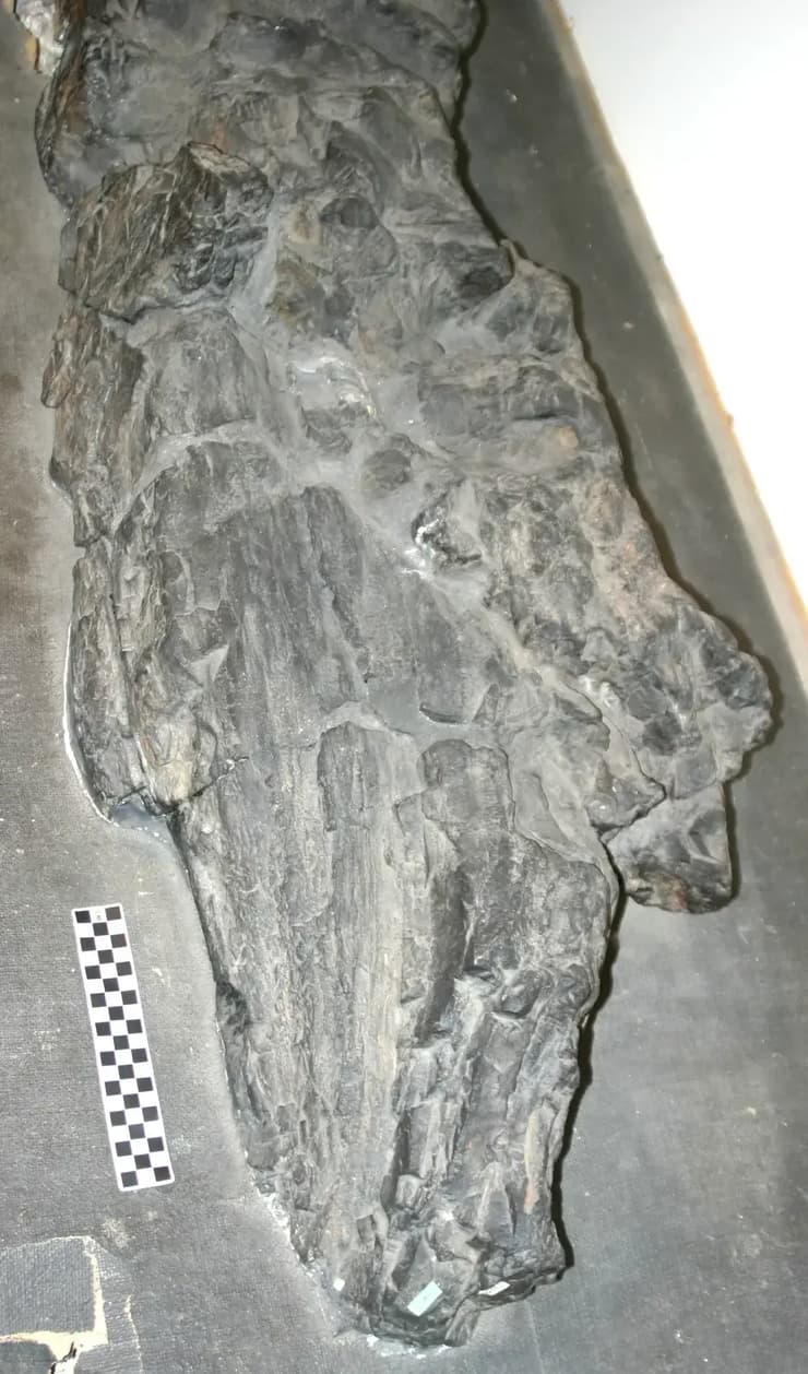 מאובן מלפני 386 מיליון שנה