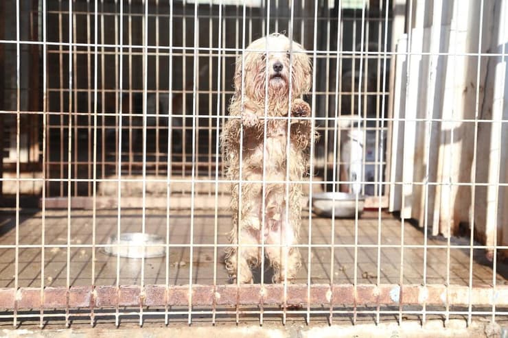 כלב שהוחרם ממחסן שבו גודלו דמויי גזעיים שנמכרו במושב רווחה