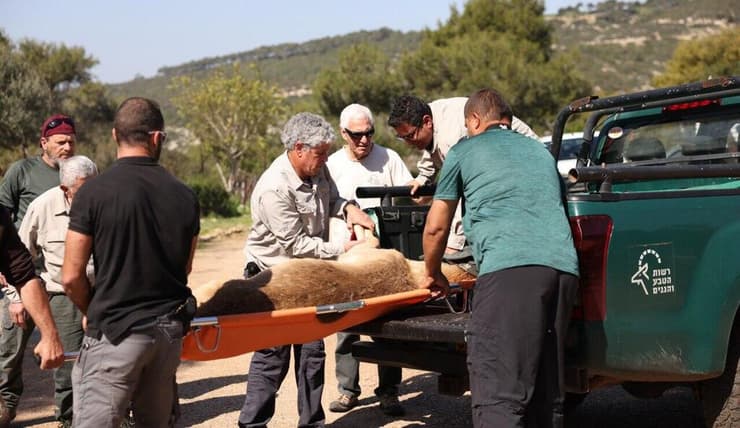היחמורים הורדמו לפני שהוכנסו לקופסאות השחרור (צילום: דפנה בן נון, באדיבות רשות הטבע והגנים) היחמורים הורדמו לפני שהוכנסו לקופסאות השחרור