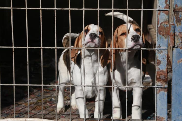 כלבים שהוחרמו ממחסן שבו גודלו דמויי גזעיים שנמכרו במושב רווחה