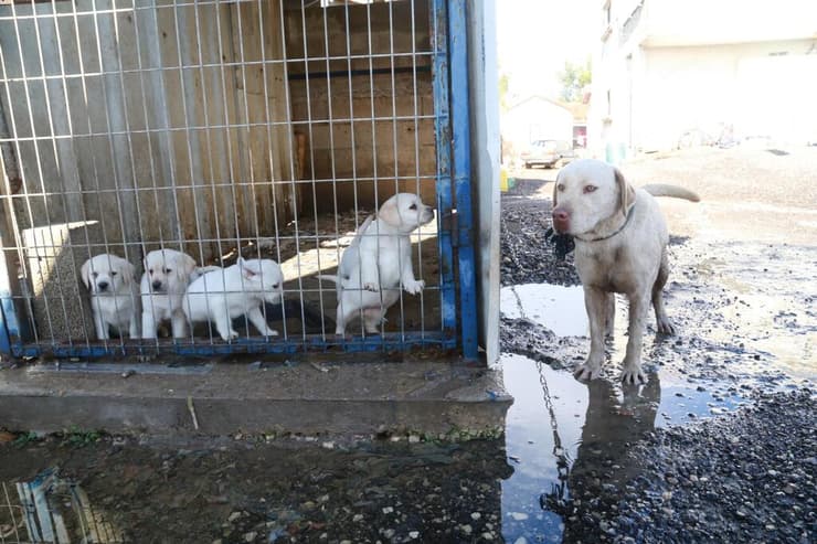כלבים שהוחרמו ממחסן שבו גודלו דמויי גזעיים שנמכרו במושב רווחה