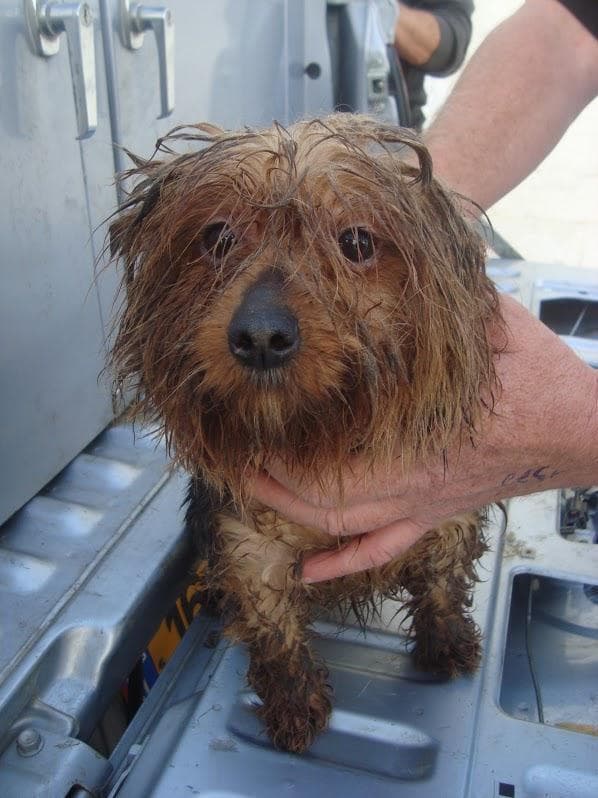 כלב שהוחרם ממחסן שבו גודלו דמויי גזעיים שנמכרו בחדרה