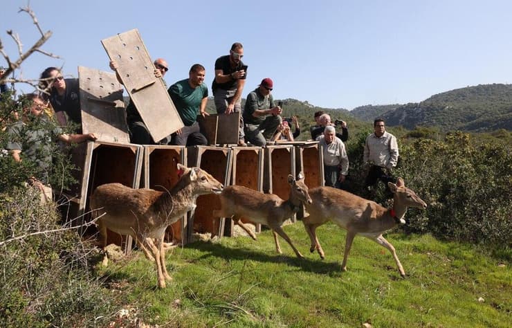 שחרור היחמורים (צילום: דפנה בן נון, באדיבות רשות הטבע והגנים) שחרור היחמורים