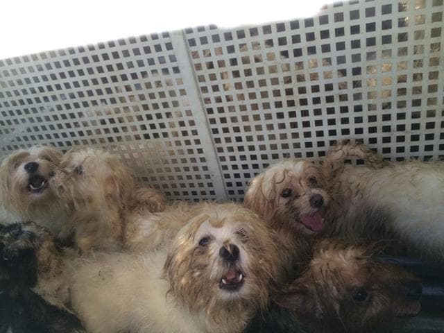 כלבים שהוחרמו ממחסן שבו גודלו דמויי גזעיים שנמכרו בחדרה