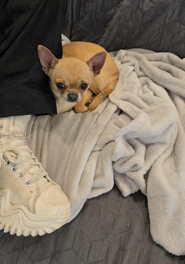 ניקי, כלבת צ'יוואווה שהוחרמה מבית גידול, הגיעה מפוחדת מאוד ועברה שיקום ארוך, מכיוון שצלעה בשתי רגליה האחוריות