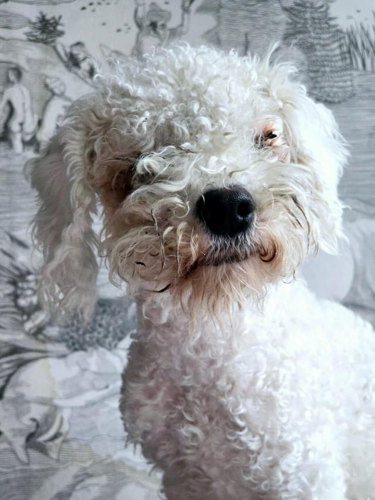 אייבי, כלבת בישון פריזה עיוורת עקב פגם גנטי, שהגיעה מבית גידול בנובמבר 2024