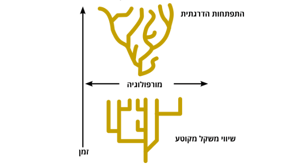 האבולוציה אינה מתקדמת בקצב איטי ואחיד, אלא נעה בין תקופות שבהן מין מסוים נשאר יציב וכמעט לא משתנה, לבין תקופות שבהן הוא עובר שינויים מהירים יחסית, או מתפצל למספר מינים. אילוסטרציה של ההבדלים בין התפתחות הדרגתית לבין שיווי משקל מקוטע 