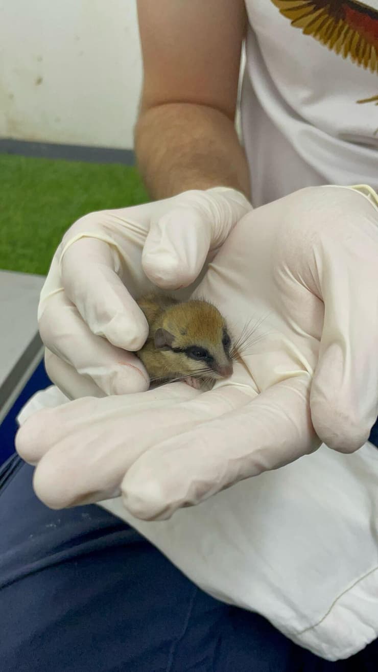 נמנמנית העצים שהועברה לטיפול ושיקום במרכז האקלום של קק"ל