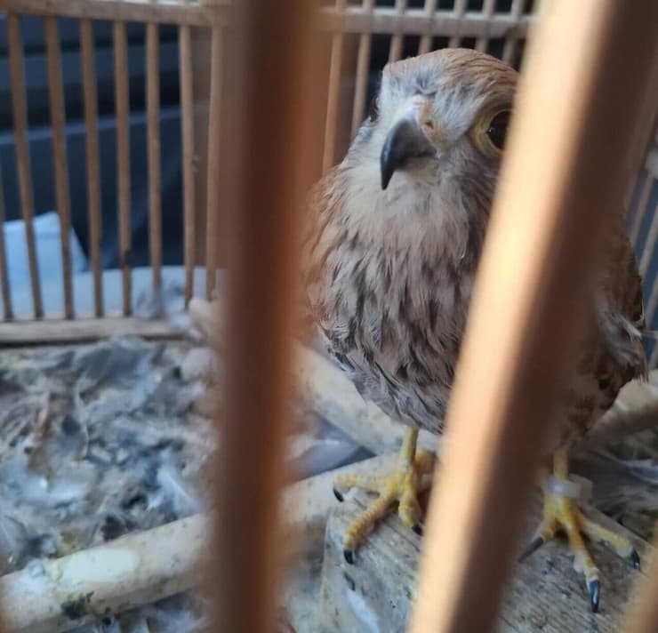 הבז שהוחזק בכלוב בניגוד לחוק