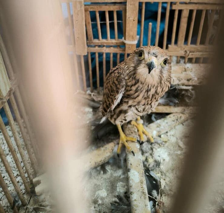 הבז שהוחזק בכלוב בניגוד לחוק