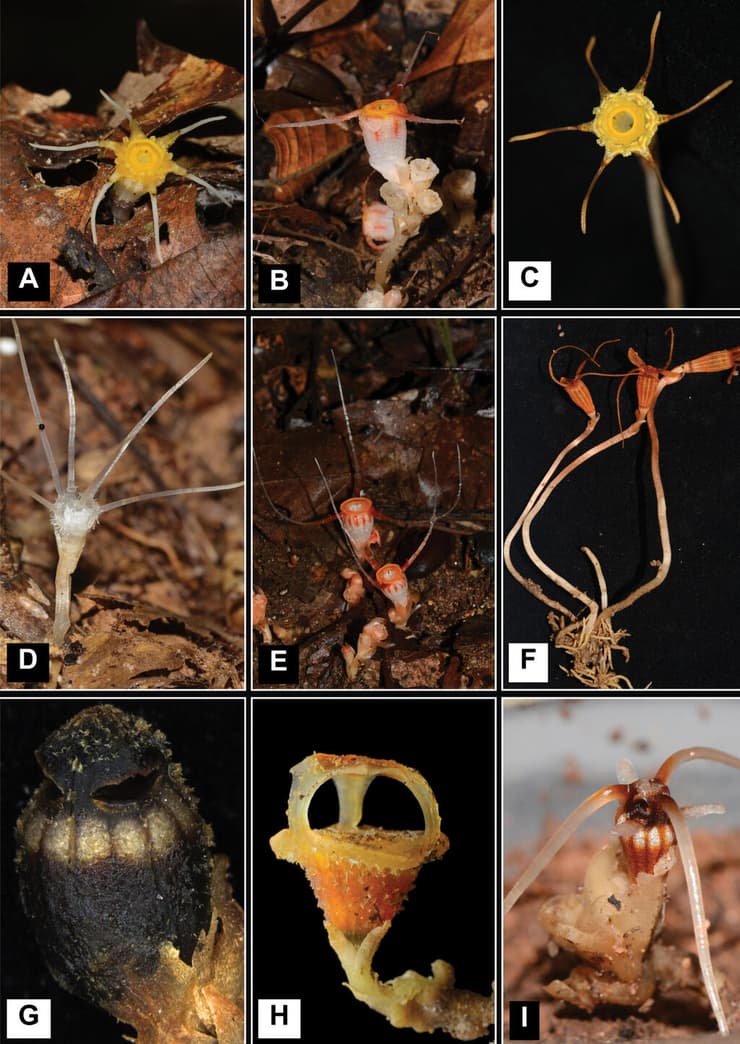 מין חדש של "עששית פיות" 