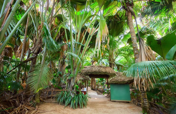 יער הדקלים ואלה דה מיי (Vallee De Mai), באי פרלין 