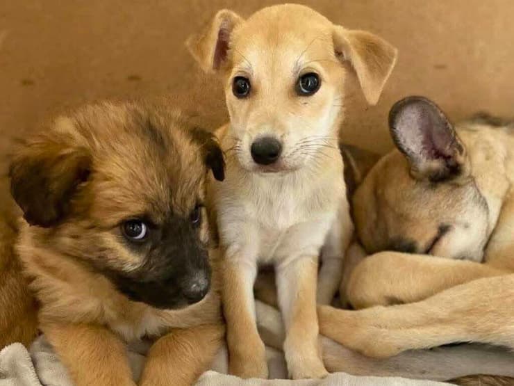 דרור, סנונית, זמיר