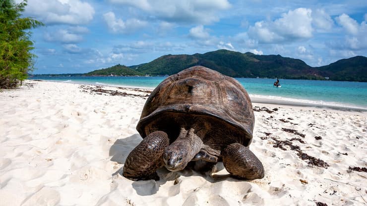 צב ים על החוף, אי קוריוז (Curieuse)