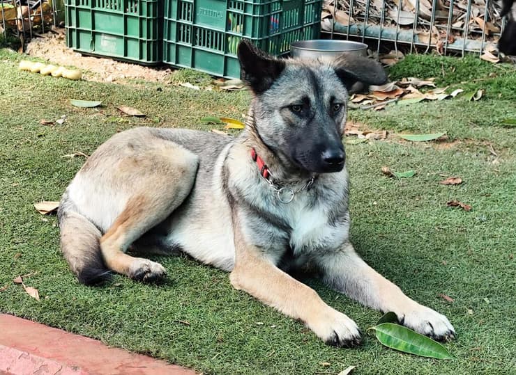 גורי הזמרים