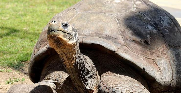 האם הטרייה מאמי