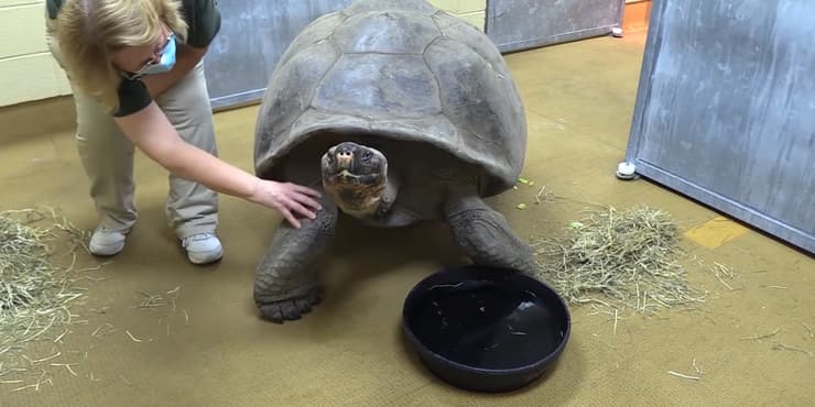 צאצאים ראשונים למאמי