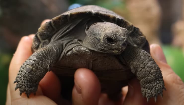 הוא הקטן עוד גדול יהיה. אחד הצבים שבקעו מהביצים שהטילה מאמי