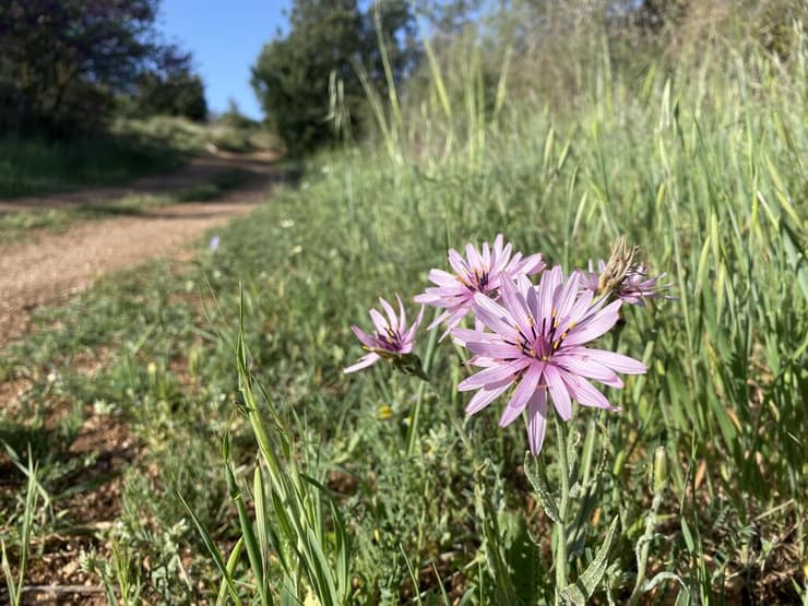 הרדופנין הציצית ליד מערת המנורה