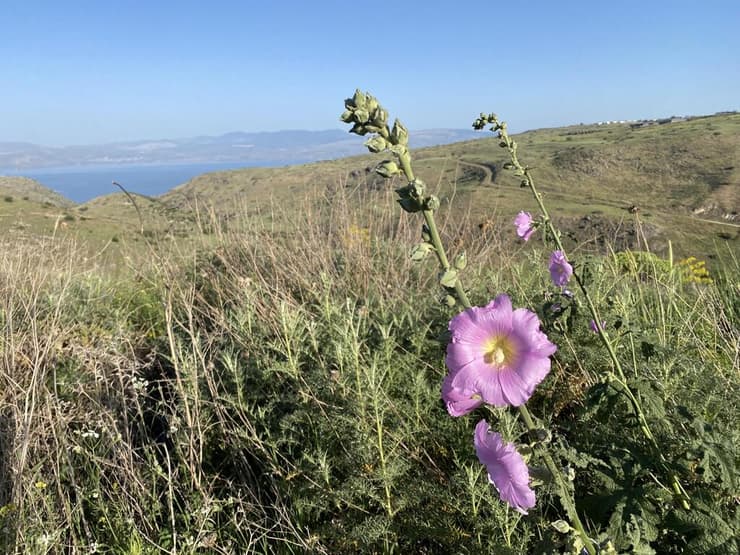 חטמית זיפנית מעל נחל עין גב